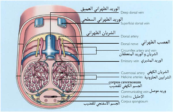 استكشاف عالم الجسم الكهفي: تعرف على أسرار هذا الكائن الغامض, مشاكله و علاجه